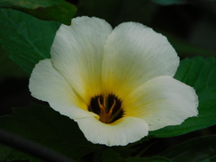 Turnera subulata