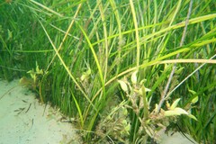 Posidonia
