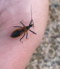 Gminatus