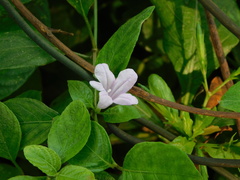 Ruellia prostrata