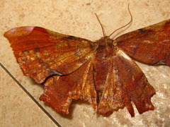 Fascellina chromataria