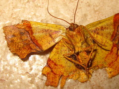 Fascellina chromataria