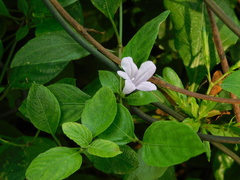 Ruellia prostrata