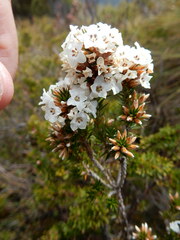 Epacris lanuginosa
