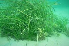 Posidonia