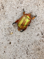 Anoplognathus montanus