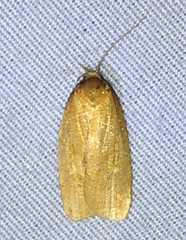 Sparganothis distincta