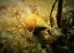 Phasianella australis