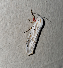 Rhodogastria similis