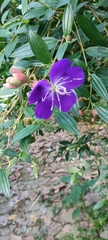 Melastoma malabathricum