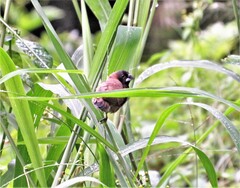 Spermestes cucullata scutata