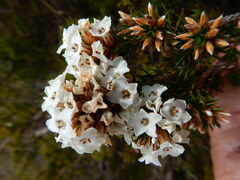 Epacris lanuginosa