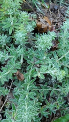 Galium maritimum