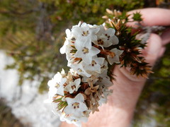 Epacris lanuginosa