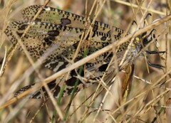 Palpares speciosus