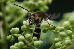 Phalerimeris phalerata