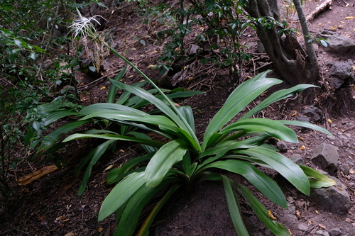 Hymenocallis caribaea, photograph 1