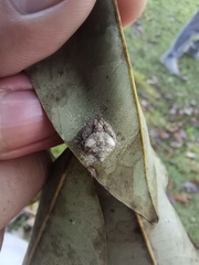Eriovixia