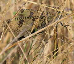 Palpares speciosus