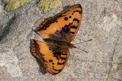 Catacroptera cloanthe