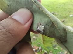Eriovixia