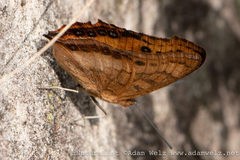 Catacroptera cloanthe
