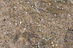 Podolepis capillaris