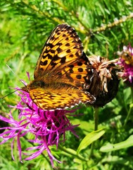 Boloria titania