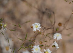 Podolepis capillaris
