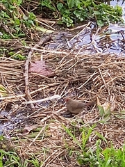 Lagonosticta senegala