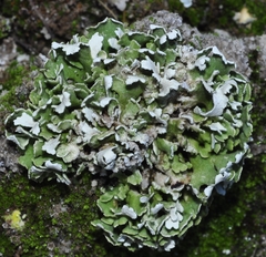 Cladonia foliacea