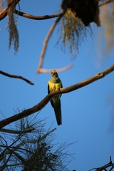 Barnardius zonarius zonarius