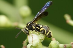 Leucospis