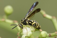 Leucospis