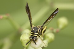 Leucospis