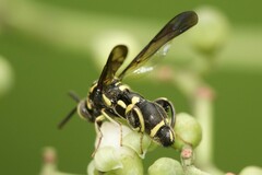 Leucospis