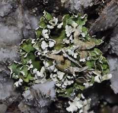 Cladonia foliacea