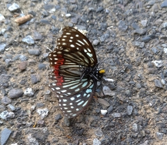 Hestina assimilis formosana