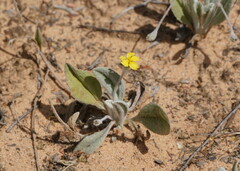 Goodenia robusta