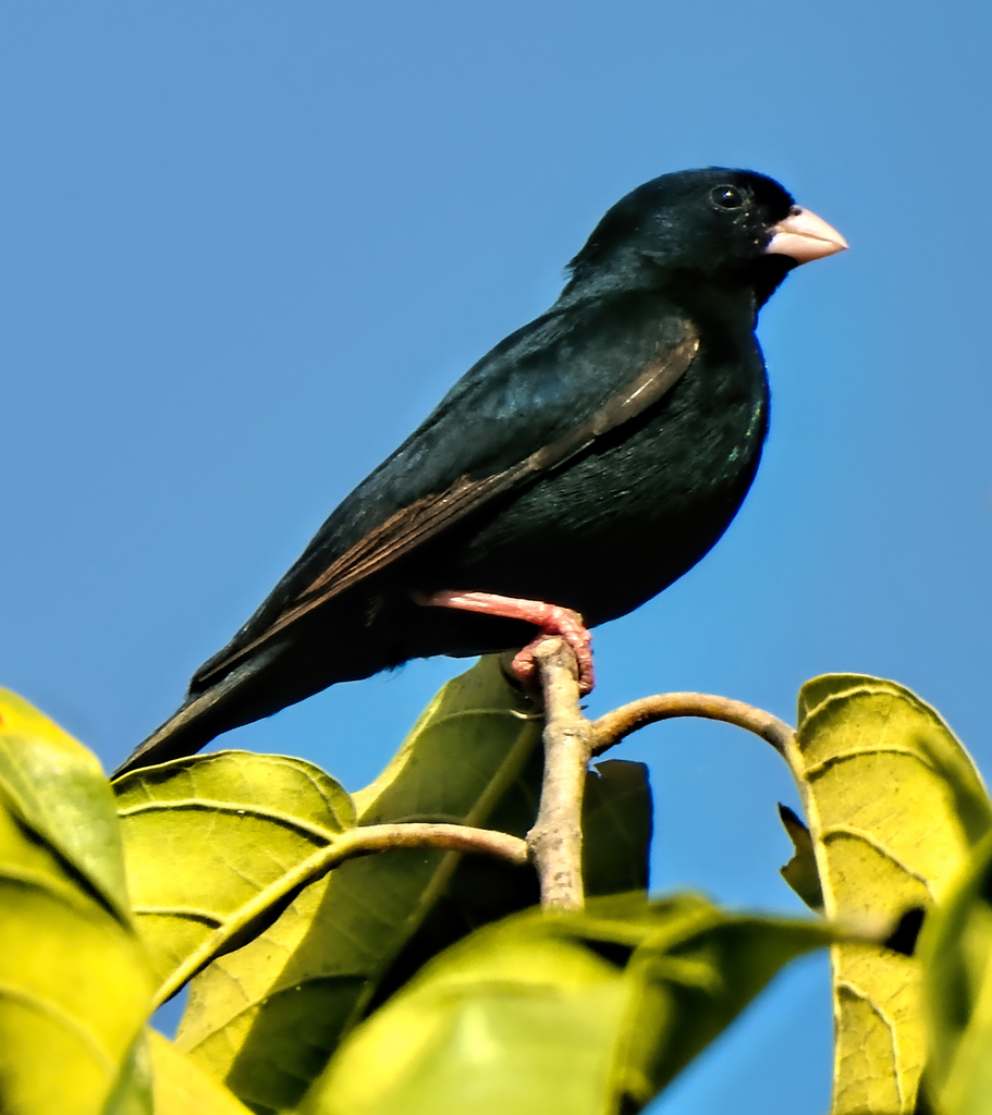 Village Indigobird from Brufut, The Gambia on December 19, 2022 at 01: ...