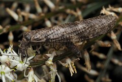 Archichauliodes diversus