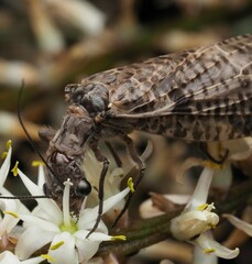 Archichauliodes diversus