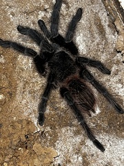 Lasiodora