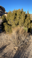Juniperus californica