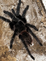 Lasiodora