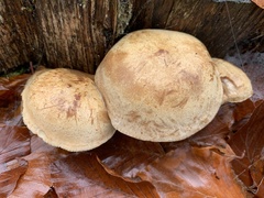 Neolentinus adhaerens