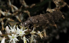 Archichauliodes diversus