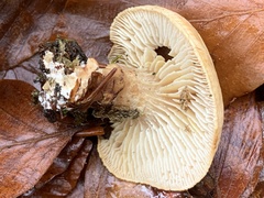 Neolentinus adhaerens