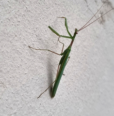 Miomantis caffra