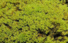Grimmia leibergii